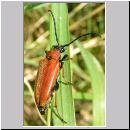 Corymbia rubra - Rothalsbock w02.jpg